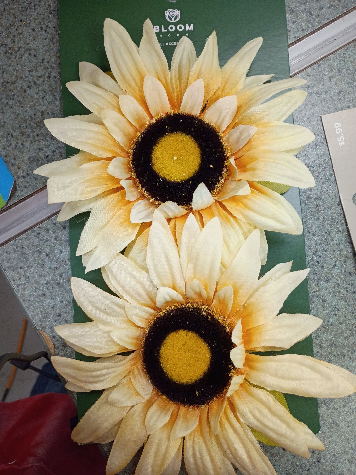 Cream colored sunflowers
